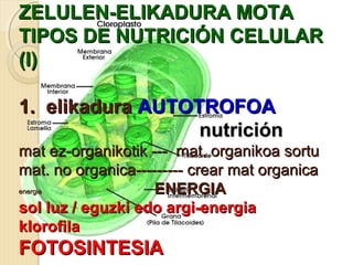 ZELULEN-ELIKADURA MOTAZELULEN-ELIKADURA MOTA
TIPOS DE NUTRICIÓN CELULARTIPOS DE NUTRICIÓN CELULAR
(I)(I)
1. elikadura1. elikadura AUTOTROFOAAUTOTROFOA
nutriciónnutrición
mat ez-organikotik --- mat. organikoa sortumat ez-organikotik --- mat. organikoa sortu
mat. no organica--------- crear mat organicamat. no organica--------- crear mat organica
energiaenergia ENERGIAENERGIA
sol luz /sol luz / eguzki edo argi-energiaeguzki edo argi-energia
klorofilaklorofila
FOTOSINTESIAFOTOSINTESIA
 