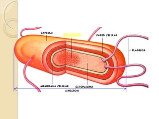 BetaG 4. tema1.ikasgaia