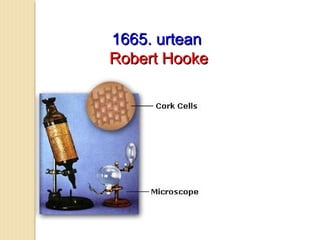 1665. urtean1665. urtean
Robert HookeRobert Hooke
 
