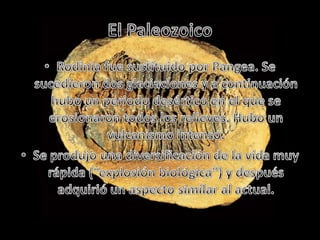 El PaleozoicoRodinia fue sustituido por Pangea. Se sucedieron dos glaciaciones y a continuación hubo un periodo desértico en el que se erosionaron todos los relieves. Hubo un vulcanismo intenso.Se produjo una diversificación de la vida muy rápida (“explosión biológica”) y después adquirió un aspecto similar al actual.