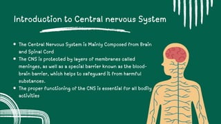 Comprehensive Overview of the Central Nervous System: Anatomy ...