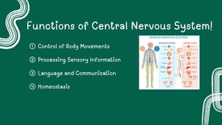 Comprehensive Overview of the Central Nervous System: Anatomy ...