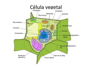 Célula vegetal
 