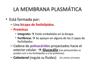 LA MEMBRANA PLASMÁTICA
• Está formada por:
– Una bicapa de fosfolípidos.
– Proteínas
• Integrales  Están embebidas en la bicapa.
• Periféricas  Se apoyan en alguna de las 2 capas de
fosfolípidos.
– Cadena de polisacáridos proyectados hacia el
exterior celular.  Glucocálix (Los polisacáridos se
pueden unir a los fosfolípidos o a las proteínas).
– Colesterol (regula su fluidez) (En células animales)
 