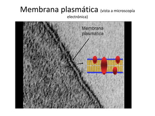 Membrana plasmática (vista a microscopía
electrónica)
 