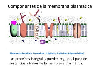 Componentes de la membrana plasmática
Las proteínas integrales pueden regular el paso de
sustancias a través de la membrana plasmática.
 