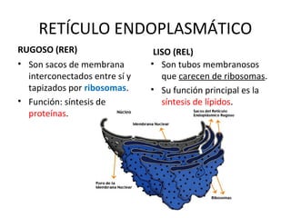 RETÍCULO ENDOPLASMÁTICO
RUGOSO (RER)
• Son sacos de membrana
interconectados entre sí y
tapizados por ribosomas.
• Función: síntesis de
proteínas.
LISO (REL)
• Son tubos membranosos
que carecen de ribosomas.
• Su función principal es la
síntesis de lípidos.
 