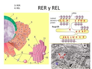 RER y REL
3: RER
4: REL
 