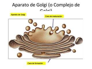 Aparato de Golgi (o Complejo de
Golgi)
 