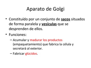 Aparato de Golgi
• Constituído por un conjunto de sacos situados
de forma paralela y vesículas que se
desprenden de ellos.
• Funciones:
– Acumular y madurar los productos
(empaquetamiento) que fabrica la célula y
secretará al exterior.
– Fabricar glúcidos.
 