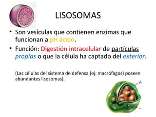 LISOSOMAS
• Son vesículas que contienen enzimas que
funcionan a pH ácido.
• Función: Digestión intracelular de partículas
propias o que la célula ha captado del exterior.
(Las células del sistema de defensa (ej: macrófagos) poseen
abundantes lisosomas).
 