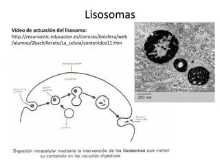 Lisosomas
Video de actuación del lisosoma:
http://recursostic.educacion.es/ciencias/biosfera/web
/alumno/2bachillerato/La_celula/contenidos11.htm
 