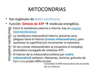 MITOCONDRIAS
• Son orgánulos de doble membrana.
• Función: Síntesis de ATP  molécula energética.
– Entre la membrana externa e interna, hay un espacio
intermembranoso.
– La membrana mitocondrial interna, presenta unos
pliegues hacia el interior (crestas mitocondriales), para
aumentar la superficie (sin incrementar el volumen).
– En las crestas mitocondriales se encuentra el complejo
enzimático encargado de sintetizar ATP.
– El interior de la mitocondria (relleno por matriz
mitocondrial) contiene: ribosomas, enzimas, gránulos de
Ca++ y su propio ADN circular.
Descripciónanatómica
Curiosidad: El ADN mitocondrial sólo se hereda
por vía materna.
 