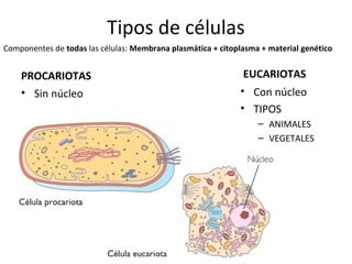 Tipos de células
PROCARIOTAS
• Sin núcleo
EUCARIOTAS
• Con núcleo
• TIPOS
– ANIMALES
– VEGETALES
Componentes de todas las células: Membrana plasmática + citoplasma + material genético
 