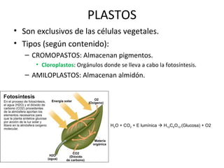 PLASTOS
• Son exclusivos de las células vegetales.
• Tipos (según contenido):
– CROMOPASTOS: Almacenan pigmentos.
• Cloroplastos: Orgánulos donde se lleva a cabo la fotosíntesis.
– AMILOPLASTOS: Almacenan almidón.
H2O + CO2 + E lumínica  H12C6O12 (Glucosa) + O2
 