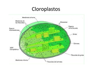 Cloroplastos
 