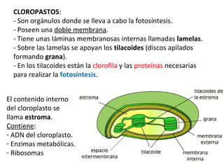 CLOROPASTOS:
- Son orgánulos donde se lleva a cabo la fotosíntesis.
- Poseen una doble membrana.
- Tiene unas láminas membranosas internas llamadas lamelas.
- Sobre las lamelas se apoyan los tilacoides (discos apilados
formando grana).
- En los tilacoides están la clorofila y las proteínas necesarias
para realizar la fotosíntesis.
El contenido interno
del cloroplasto se
llama estroma.
Contiene:
- ADN del cloroplasto.
- Enzimas metabólicas.
- Ribosomas
 