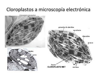 Cloroplastos a microscopía electrónica
 