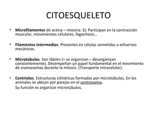CITOESQUELETO
• Microfilamentos de actina – miosina. Ej: Participan en la contracción
muscular, movimientos celulares, fagocitosis…
• Filamentos intermedios. Presentes en células sometidas a esfuerzos
mecánicos.
• Microtúbulos. Son lábiles (= se organizan – desorganizan
constantemente). Desempeñan un papel fundamental en el movimiento
de cromosomas durante la mitosis. (Transporte intracelular).
• Centriolos. Estructuras cilíndricas formadas por microtúbulos. En los
animales se ubican por parejas en el centrosoma.
Su función es organizar microtúbulos.
 