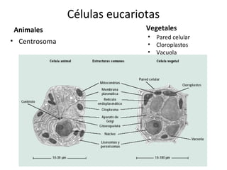 Células eucariotas
Animales
• Centrosoma
Vegetales
• Pared celular
• Cloroplastos
• Vacuola
 