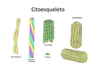 Citoesqueleto
centriolos
 