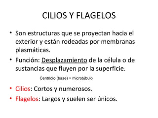 CILIOS Y FLAGELOS
• Son estructuras que se proyectan hacia el
exterior y están rodeadas por membranas
plasmáticas.
• Función: Desplazamiento de la célula o de
sustancias que fluyen por la superficie.
• Cilios: Cortos y numerosos.
• Flagelos: Largos y suelen ser únicos.
Centriolo (base) + microtúbulo
 