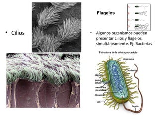 • Cilios • Algunos organismos pueden
presentar cilios y flagelos
simultáneamente. Ej: Bacterias
Flagelos
 
