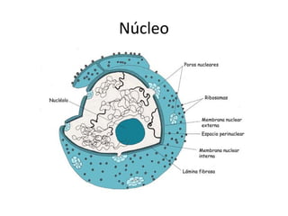 Núcleo
 