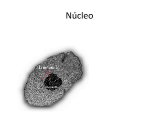 Núcleo
 