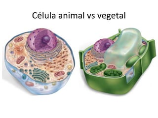 Célula animal vs vegetal
 