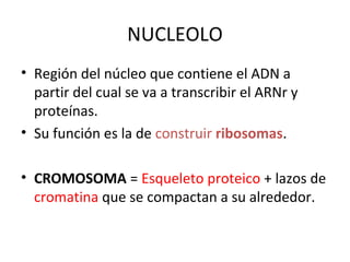 NUCLEOLO
• Región del núcleo que contiene el ADN a
partir del cual se va a transcribir el ARNr y
proteínas.
• Su función es la de construir ribosomas.
• CROMOSOMA = Esqueleto proteico + lazos de
cromatina que se compactan a su alrededor.
 