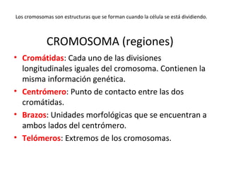 CROMOSOMA (regiones)
• Cromátidas: Cada uno de las divisiones
longitudinales iguales del cromosoma. Contienen la
misma información genética.
• Centrómero: Punto de contacto entre las dos
cromátidas.
• Brazos: Unidades morfológicas que se encuentran a
ambos lados del centrómero.
• Telómeros: Extremos de los cromosomas.
Los cromosomas son estructuras que se forman cuando la célula se está dividiendo.
 