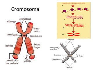 Cromosoma
 