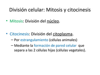División celular: Mitosis y citocinesis
• Mitosis: División del núcleo.
• Citocinesis: División del citoplasma.
– Por estrangulamiento (células animales)
– Mediante la formación de pared celular que
separa a las 2 células hijas (células vegetales).
 