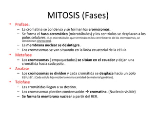 MITOSIS (Fases)
• Profase:
– La cromatina se condensa y se forman los cromosomas.
– Se forma el huso acromático (microtúbulos) y los centriolos se desplazan a los
polos celulares. (Los microtúbulos que terminan en los centrómeros de los cromosomas, se
denominan cinetocoro).
– La membrana nuclear se desintegra.
– Los cromosomas se van situando en la línea ecuatorial de la célula.
• Metafase
– Los cromosomas ( empaquetados) se sitúan en el ecuador y dejan una
cromátida hacia cada polo.
• Anafase
– Los cromosomas se dividen y cada cromátida se desplaza hacia un polo
celular. (Cada célula hija recibe la misma cantidad de material genético).
• Telofase
– Las cromátidas llegan a su destino.
– Los cromosomas pierden condensación  cromatina. (Nucleolo visible)
– Se forma la membrana nuclear a partir del RER.
 