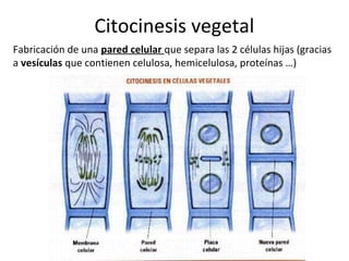 Citocinesis vegetal
Fabricación de una pared celular que separa las 2 células hijas (gracias
a vesículas que contienen celulosa, hemicelulosa, proteínas …)
 