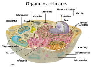 Orgánulos celulares
 