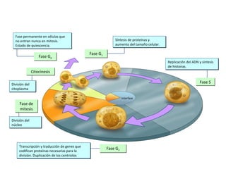 Fase G0
Fase G0
Fase G1
Fase G1
Fase permanente en células que
no entran nunca en mitosis.
Estado de quiescencia.
Fase permanente en células que
no entran nunca en mitosis.
Estado de quiescencia.
Síntesis de proteínas y
aumento del tamaño celular.
Síntesis de proteínas y
aumento del tamaño celular.
Replicación del ADN y síntesis
de histonas.
Replicación del ADN y síntesis
de histonas.
Transcripción y traducción de genes que
codifican proteínas necesarias para la
división. Duplicación de los centriolos
Transcripción y traducción de genes que
codifican proteínas necesarias para la
división. Duplicación de los centriolos
División del
núcleo
División del
núcleo
Fase de
mitosis
Fase de
mitosis
División del
citoplasma
División del
citoplasma
CitocinesisCitocinesis
Fase SFase S
Interfase
Fase G2
Fase G2
 
