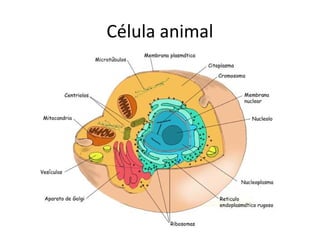 Célula animal
 