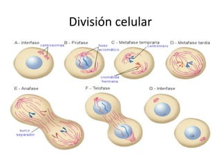 División celular
 