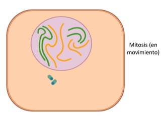 Mitosis (en
movimiento)
 