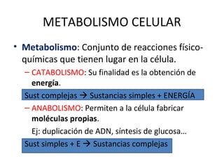 METABOLISMO CELULAR
• Metabolismo: Conjunto de reacciones físico-
químicas que tienen lugar en la célula.
– CATABOLISMO: Su finalidad es la obtención de
energía.
Sust complejas  Sustancias simples + ENERGÍA
– ANABOLISMO: Permiten a la célula fabricar
moléculas propias.
Ej: duplicación de ADN, síntesis de glucosa…
Sust simples + E  Sustancias complejas
 