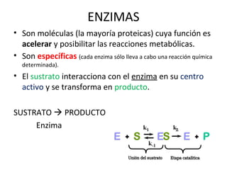ENZIMAS
• Son moléculas (la mayoría proteicas) cuya función es
acelerar y posibilitar las reacciones metabólicas.
• Son específicas (cada enzima sólo lleva a cabo una reacción química
determinada).
• El sustrato interacciona con el enzima en su centro
activo y se transforma en producto.
SUSTRATO  PRODUCTO
Enzima
 