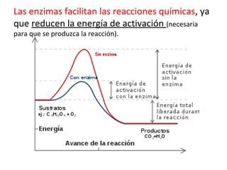 Las enzimas facilitan las reacciones químicas, ya
que reducen la energía de activación (necesaria
para que se produzca la reacción).
 