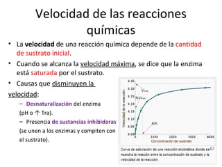 Velocidad de las reacciones
químicas
• La velocidad de una reacción química depende de la cantidad
de sustrato inicial.
• Cuando se alcanza la velocidad máxima, se dice que la enzima
está saturada por el sustrato.
• Causas que disminuyen la
velocidad:
– Desnaturalización del enzima
(pH o ↑ Tra).
– Presencia de sustancias inhibidoras
(se unen a los enzimas y compiten con
el sustrato).
 
