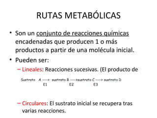 RUTAS METABÓLICAS
• Son un conjunto de reacciones químicas
encadenadas que producen 1 o más
productos a partir de una molécula inicial.
• Pueden ser:
– Lineales: Reacciones sucesivas. (El producto de
una 1º reacción es el sustrato de la 2º,...)
– Circulares: El sustrato inicial se recupera tras
varias reacciones.
 