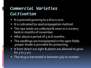 Commercial Varieties
Cultivation
 It is prennial growing to 0.8 to 0.7cm.
 It is cultivated by seed propagation method.
 The ripe seeds are collected & sown in a nursery
beds in months of november.
 After about a period of 5 to 6 months.
 The seedlings are transplanted in the open fields
,proper shade is provided for protecting.
 It from direct sun light & plants are allowed to grow
for 3 to 5 yrs .
 The drug is harvested in between july to october .
 