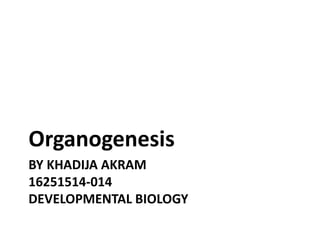 BY KHADIJA AKRAM
16251514-014
DEVELOPMENTAL BIOLOGY
Organogenesis
 