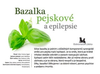 Bazalka, pejskové a epilepsie