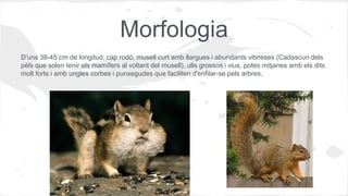 Morfologia
D'uns 38-45 cm de longitud, cap rodó, musell curt amb llargues i abundants vibrisses (Cadascun dels
pèls que solen tenir els mamífers al voltant del musell), ulls grossos i vius, potes mitjanes amb els dits
molt forts i amb ungles corbes i punxegudes que faciliten d'enfilar-se pels arbres.
 